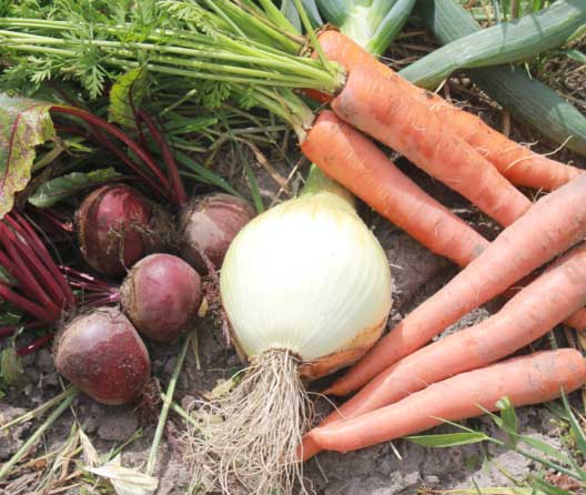 carrots, beets, and an onion laying together in a field